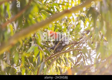 Männliche Gang Gang Cockatoo sitzt in einem Gummibaum mit Blättern und Ästen im Hintergrund in Dalgety, NSW, Australien Stockfoto