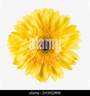 Gelbe Gerbera Blume isoliert Stockfoto