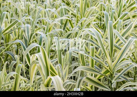 Nahaufnahme des Riesenschilfs im Sommer Stockfoto