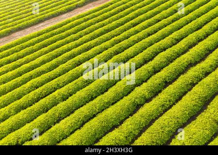 Gepflegte und wunderschöne Teeplantage Stockfoto