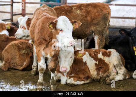 Niedliches braun-weißes Kalb in der Milchwirtschaft. Andere Kälber befinden sich außerhalb der Netto-Tiefenschärfe. Stockfoto
