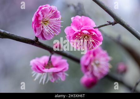 Rote Pflaumenblüte in Nahaufnahme Stockfoto