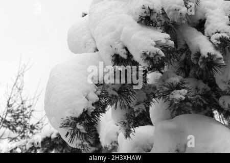 Verschneite Kiefernäste. Die Äste hängen vom Gewicht ab. Stockfoto