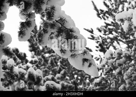 Verschneite Kiefernäste. Die Äste hängen vom Gewicht ab. Stockfoto