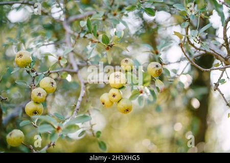 Kleine grüne Äpfel auf Ästen im Garten. Stockfoto