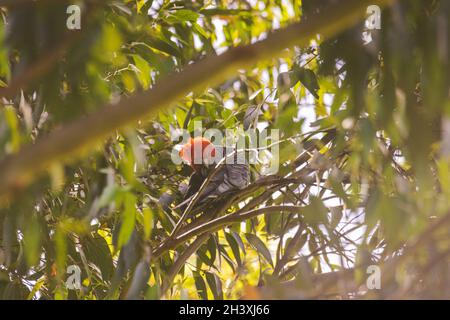 Männliche Gang Gang Cockatoo sitzt in einem Gummibaum mit Blättern und Ästen im Hintergrund in Dalgety, NSW, Australien Stockfoto