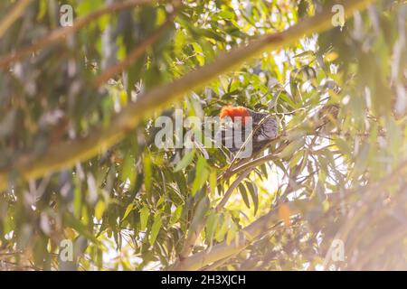 Männliche Gang Gang Cockatoo sitzt in einem Gummibaum mit Blättern und Ästen im Hintergrund in Dalgety, NSW, Australien Stockfoto