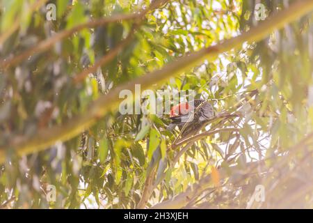 Männliche Gang Gang Cockatoo sitzt in einem Gummibaum mit Blättern und Ästen im Hintergrund in Dalgety, NSW, Australien Stockfoto