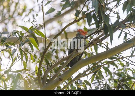 Männliche Gang Gang Cockatoo sitzt in einem Gummibaum mit Blättern und Ästen im Hintergrund in Dalgety, NSW, Australien Stockfoto