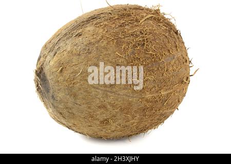 Kokosnuss isoliert auf weißem Hintergrund Nahaufnahme. Stockfoto