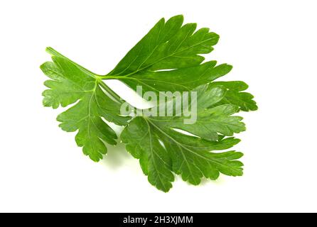 Koriander-Blatt isoliert auf weißem Hintergrund. Frische Sriprava-Grüns für die Nahaufnahme des Essens. Stockfoto