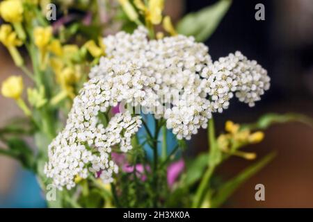 Echte ziemlich frische weiße Naturel blühende Schafgarbe auf farbigem Hintergrund Stockfoto