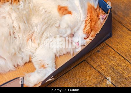 Hübsche Erwachsene weiß-rote Katze schläft in blauen gemütlichen Boxen Stockfoto