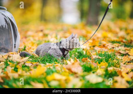 Graue Katze im Rucksack mit Bullauge in gelben Blättern. Hauskatze schaut aus dem Fenster des transparenten Rucksacks im Herbst im Wald. Rucksack zum Tragen Stockfoto