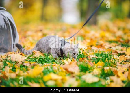 Graue Katze im Rucksack mit Bullauge in gelben Blättern. Hauskatze schaut aus dem Fenster des transparenten Rucksacks im Herbst im Wald. Rucksack zum Tragen Stockfoto