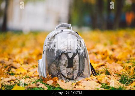 Graue Katze im Rucksack mit Bullauge in gelben Blättern. Hauskatze schaut aus dem Fenster des transparenten Rucksacks im Herbst im Wald. Rucksack zum Tragen Stockfoto