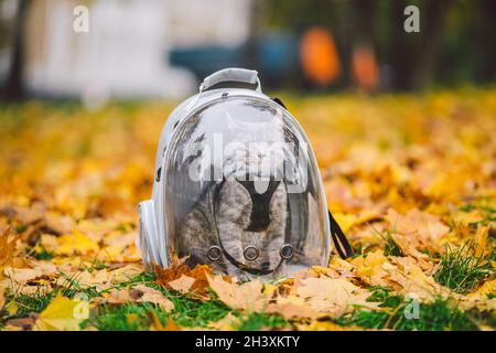 Heimische graue Katze in einem Geschirr und einer Leine neben einem transparenten Rucksack, der für Haustiere im Herbstpark in gelben Blättern trägt. Thema „Naturspaziergang“ Stockfoto