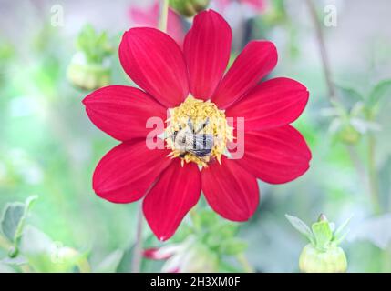 Echt schöne hübsche Biene auf scharlachroten Dahlien im Herbstgarten Stockfoto