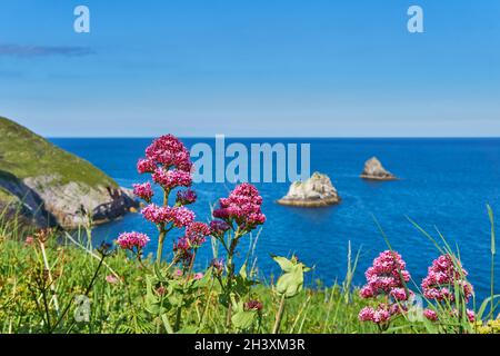 04. Juni 2021. Brixham, Großbritannien. Berry Head Meeresblick in Brixham, Devon, UK. Blumen auf Klippen. Stockfoto