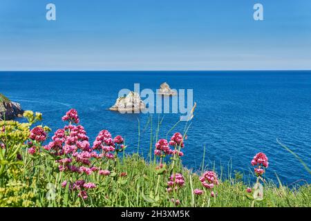 04. Juni 2021. Brixham, Großbritannien. Berry Head Meeresblick in Brixham, Devon, UK. Blumen auf Klippen. Stockfoto