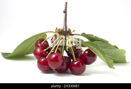 Rote Kirschen mit isolierten Blättern auf weißem Hintergrund. Reife Beerenzweige Stockfoto