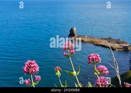 04. Juni 2021. Brixham, Großbritannien. Berry Head Meeresblick in Brixham, Devon, UK. Blumen auf Klippen. Stockfoto