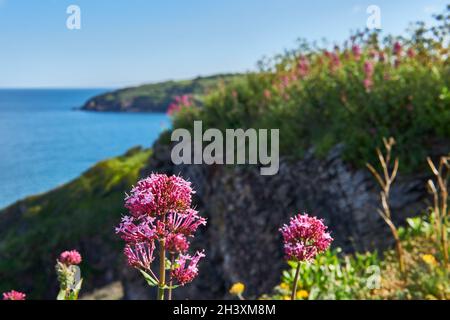 04. Juni 2021. Brixham, Großbritannien. Berry Head Meeresblick in Brixham, Devon, UK. Blumen auf Klippen. Stockfoto