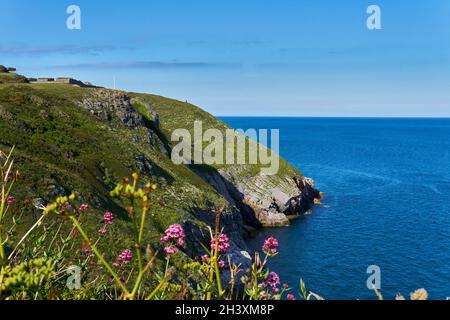 04. Juni 2021. Brixham, Großbritannien. Berry Head Meeresblick in Brixham, Devon, UK. Blumen auf Klippen. Stockfoto