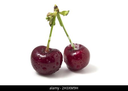 Isoliert auf weißen Kirschen mit Tautropfen. Zwei reife Beeren. Frische der Sommerfrüchte im Rahmen. Stockfoto