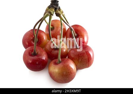 Süße Kirschen auf einem Zweig isoliert auf weißem Hintergrund. Frische reife Beeren. Stockfoto