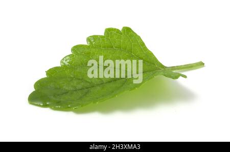 Nasses Minzblatt isoliert auf weißem Hintergrund. Pflanze, um frische alkoholfreie und alkoholische Getränke hinzuzufügen. Stockfoto