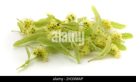 Linden Blumen isoliert auf weißem Hintergrund Stockfoto