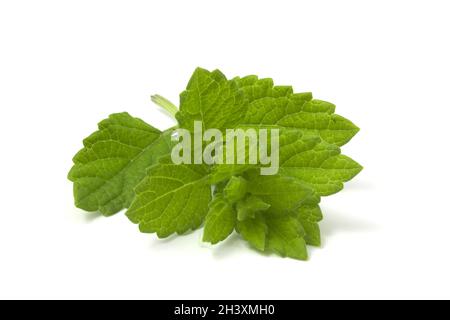 Zitronenmelisse Zweig isoliert auf weißem Hintergrund. Aromatische Zitronenpflanze für Getränke. Stockfoto