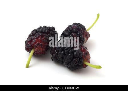 Schwarze Maulbeere auf weißem Hintergrund Stockfoto