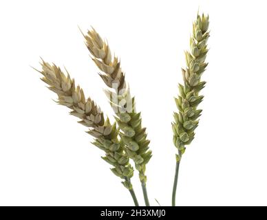 Weizenspieße auf weißem Hintergrund isoliert. Probleme mit der Reifung der Stacheletts, schmerzhafte Körner, schlechte Ernte. Stockfoto