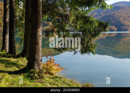 Waldwiese am Ufer des malerischen Sees. Vilshany Wasserreservoir am Tereblya Fluss, Transkarpatien, Ukraine. Wunderschön A Stockfoto