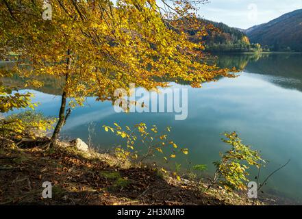 Waldwiese am Ufer des malerischen Sees. Vilshany Wasserreservoir am Tereblya Fluss, Transkarpatien, Ukraine. Wunderschön A Stockfoto