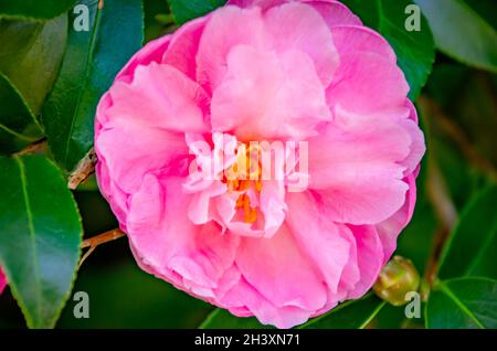 Eine rosa japanische Kamelie (Camellia japonica) blüht am 23. Oktober 2021 in Fairhope, Alabama. Japanische Kammler sind in Japan beheimatet. Stockfoto