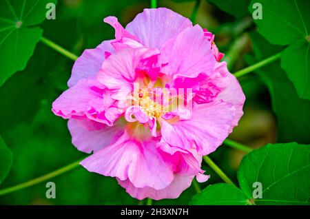 Eine konföderierte Rose (Hibiscus mutabilis) blüht am 23. Oktober 2021 in Fairhope, Alabama. Die konföderierte Rose stammt aus China. Stockfoto