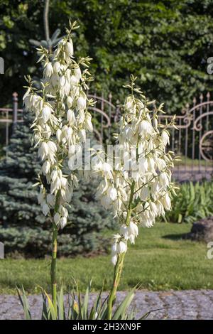 Yucca wächst im Garten, eine blühende Pflanze mit weißen Blüten für dekorative Gartendekoration. Stockfoto