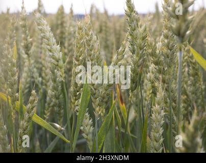 Reifende Ähren von Weizen auf dem Feld. Weizenanbau. Pflanzenpflege. Auf Schädlinge prüfen Stockfoto