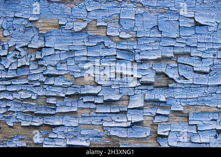 Die Abstraktion des Körpers der alten, blau gerissenen Farbe auf einer Holzoberfläche. Stockfoto