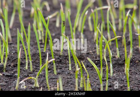 Junge Sprossen aus Weizen, die Getreidepflanzen auf dem Feld anbauen Stockfoto