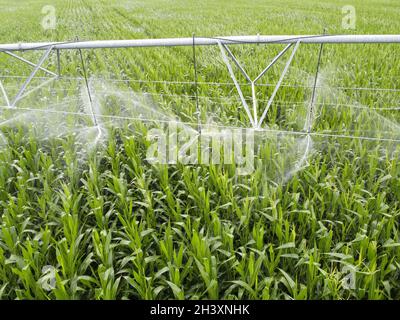 Automatisches Bewässerungssystem auf einem Maisfeld. Agroindustrie, Landwirtschaft in ariden Gebieten Stockfoto