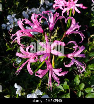 Guernsey Lily Nerine bowdenii blüht in natürlichem Licht Stockfoto