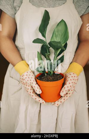 Gärtner in Kleid und Handschuhen mit orangefarbenem Topf mit Strelitzia Reginae-Pflanze zu Hause Stockfoto
