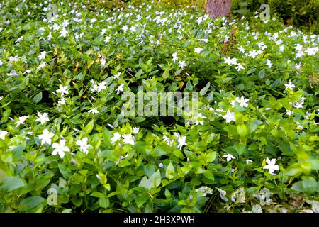 Lamium Album weiße Totennessel blüht mit dichtem Laub Stockfoto