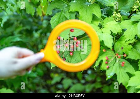 Waldbeeren unter einer Lupe Stockfoto