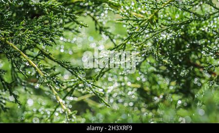 Textur, Hintergrund, Muster aus grünen Ästen von immergrünen Wacholder mit Regentropfen. Bokeh mit Lichtreflexion Stockfoto