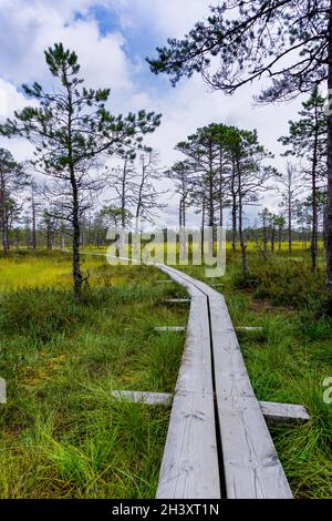 Naturlehrpfad mit Holzboardwalk, der durch eine Torfmoorlandschaft mit spärlichen Bäumen führt Stockfoto